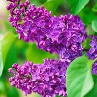 Lilas